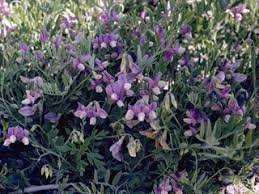 Attēlu rezultāti vaicājumam “Lathyrus”