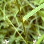 Attēlu rezultāti vaicājumam “Glyceria striata fruit”