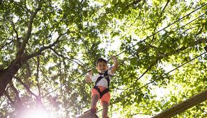 Image result for Go Ape! Alice Holt