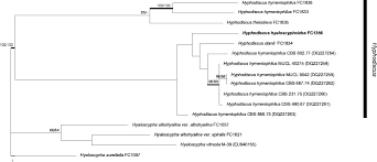 Attēlu rezultāti vaicājumam “Hyphodiscus hymeniophilus”