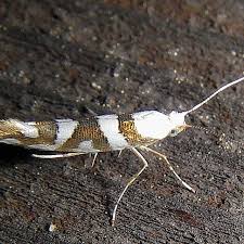 Attēlu rezultāti vaicājumam “Argyresthia goedartella”