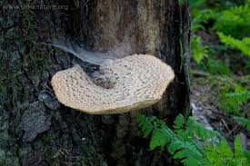 Attēlu rezultāti vaicājumam “Polyporus squamosus”