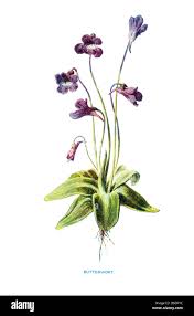 Attēlu rezultāti vaicājumam “Pinguicula vulgaris flower”