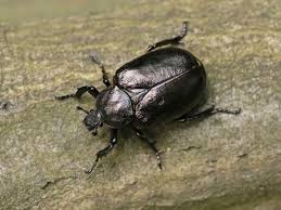 Attēlu rezultāti vaicājumam “Osmoderma barnabita”