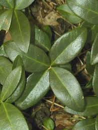 Attēlu rezultāti vaicājumam “Vinca minor leaf”
