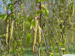Attēlu rezultāti vaicājumam “Betula pendula flower”