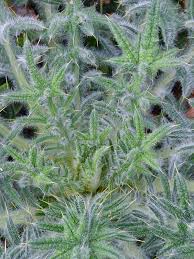 Attēlu rezultāti vaicājumam “Cirsium vulgare”