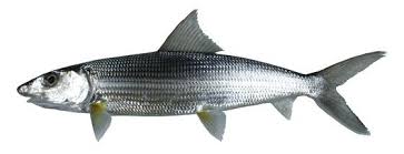 Image result for Albula glossodonta