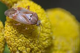 Attēlu rezultāti vaicājumam “Lygus pratensis”