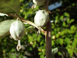 Attēlu rezultāti vaicājumam “Elaeagnus commutata”