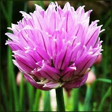 Attēlu rezultāti vaicājumam “Allium schoenoprasum flower”