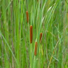 Image result for Rohrkolben