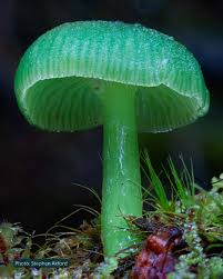 Attēlu rezultāti vaicājumam “Hygroamblystegium humile sporophyte”