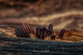 Attēlu rezultāti vaicājumam “Stemonitis marjana stalked”