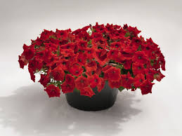 Image result for Petunia hybrida