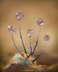 Attēlu rezultāti vaicājumam “Comatricha nigra young”