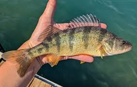 Image result for Perca flavescens