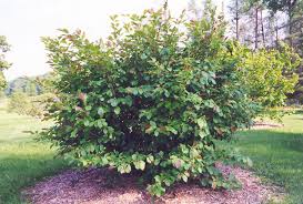 Attēlu rezultāti vaicājumam “Hamamelis vernalis”