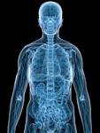 Human Anatomy Royalty Free Stock Photo, Pictures, Images And Stock ...