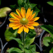 Attēlu rezultāti vaicājumam “Rudbeckia hirta var. hirta flower”