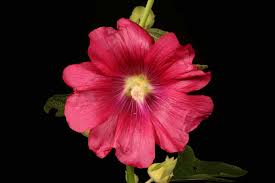 Image result for Alcea (althaea) rosea
