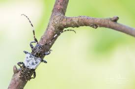 Attēlu rezultāti vaicājumam “Pogonocherus hispidulus”