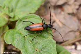 Attēlu rezultāti vaicājumam “Stenurella melanura”