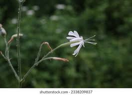Attēlu rezultāti vaicājumam “Silene nutans flower”