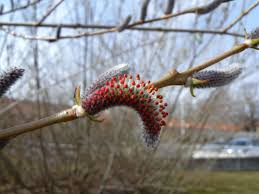 Attēlu rezultāti vaicājumam “Salix purpurea male flower”