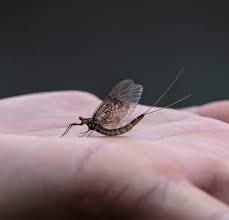 Attēlu rezultāti vaicājumam “Ephemera vulgata”