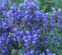Attēlu rezultāti vaicājumam “Dracocephalum ruyschiana leaf”