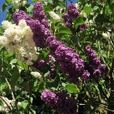 Image result for flieder