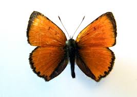 Attēlu rezultāti vaicājumam “Lycaena virgaureae underside”