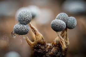 Attēlu rezultāti vaicājumam “Heterotrichia ferruginea (syn. Arcyria ferruginea) stalked”