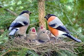 Attēlu rezultāti vaicājumam “Pyrrhula pyrrhula”