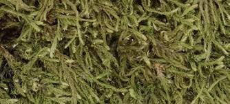 Attēlu rezultāti vaicājumam “Hypnum cupressiforme var. subjulacum”