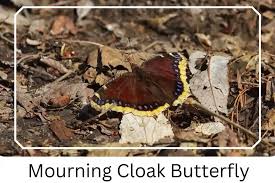 Attēlu rezultāti vaicājumam “Nymphalis antiopa underside”