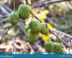 Attēlu rezultāti vaicājumam “Actinidia kolomikta fruit”
