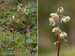 Attēlu rezultāti vaicājumam “Pyrola chlorantha”