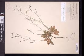 Attēlu rezultāti vaicājumam “Diplotaxis muralis fruit”