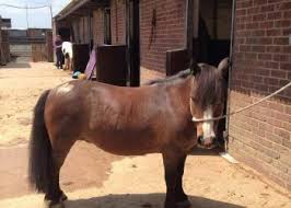 Image result for South Weylands Equestrian