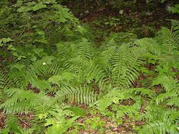 Attēlu rezultāti vaicājumam “Dryopteris filix-mas”