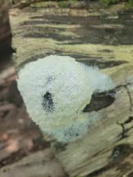 Attēlu rezultāti vaicājumam “Diderma hemisphaericum plasmodium”