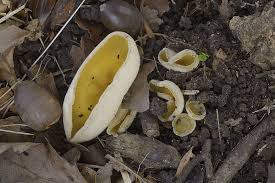 Attēlu rezultāti vaicājumam “Sowerbyella radiculata”