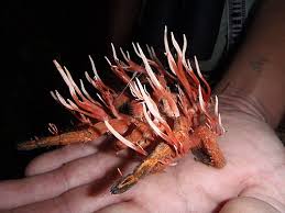 Attēlu rezultāti vaicājumam “Cordyceps polyarthra”