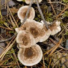 Attēlu rezultāti vaicājumam “Phellodon tomentosus”