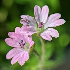Attēlu rezultāti vaicājumam “Geranium molle flower”