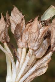 Attēlu rezultāti vaicājumam “Colchicum szovitsii subsp. szovitsii flower”