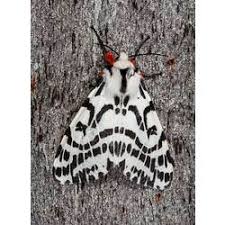 Attēlu rezultāti vaicājumam “Spilosoma lutea imago”