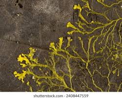 Attēlu rezultāti vaicājumam “Physarum murinum spores”